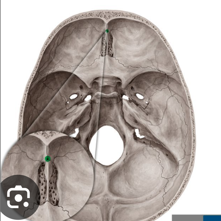 <p>Foramen coecum</p>
