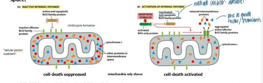 <p>pro-apoptotic and drive the release of cytochrome c during the intrinsic pathway of apoptosis </p><ul><li><p>healthy cells: anti-apoptotic BCL2 family members prevent effector BCL2 family proteins from aggregating to form a channel in outer mito membrane </p></li><li><p>cell receives <strong>death signal </strong>→ BH3 only domain pro-apoptotic BCL2 family members can bind to, and inhibit anti-apoptotic BCL2 family members, thereby allowing effector BCL2 family porteins to aggregate and form a channel </p></li><li><p>channels permit release of cytochrome c and other proteins from mito inter-membrane space </p></li></ul><p></p>