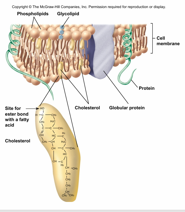 <p>• Multi-ring structure</p><p>• Used in membranes cholesterol</p><p>• Bile acids (help digest food)</p><p>• Hormones ( chemical signal released by the cell)</p>