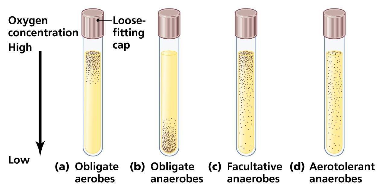 a. Poisoned by O2
b. Some live exclusively by fermentation
c. Some extract chemical energy by anaerobic respiration, where nitrate ions (NO −) or sulfate ions (SO42-) 3 replace O2 in electron transport chain