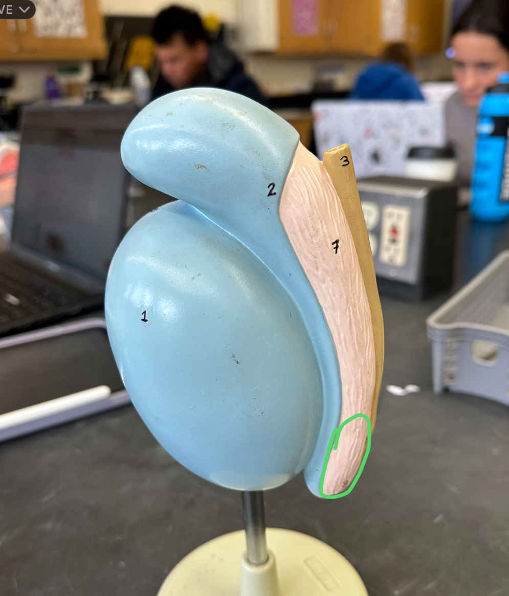 <p>of epididymis</p>