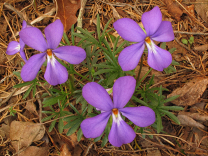 <p>violet: monocot or dicot?</p>