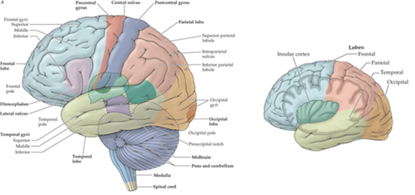 <p>insular lobe</p>