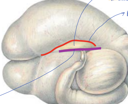 <p>what groove is the red line?</p>