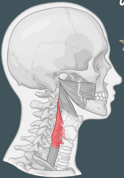 <p>Origin of inferior pharyngeal constrictor</p>