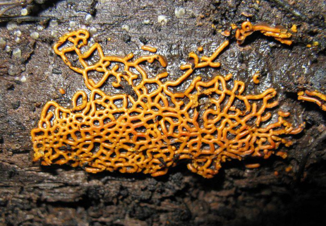 <p>a spore mass that remains connected and retains the shape of the plasmodium</p>