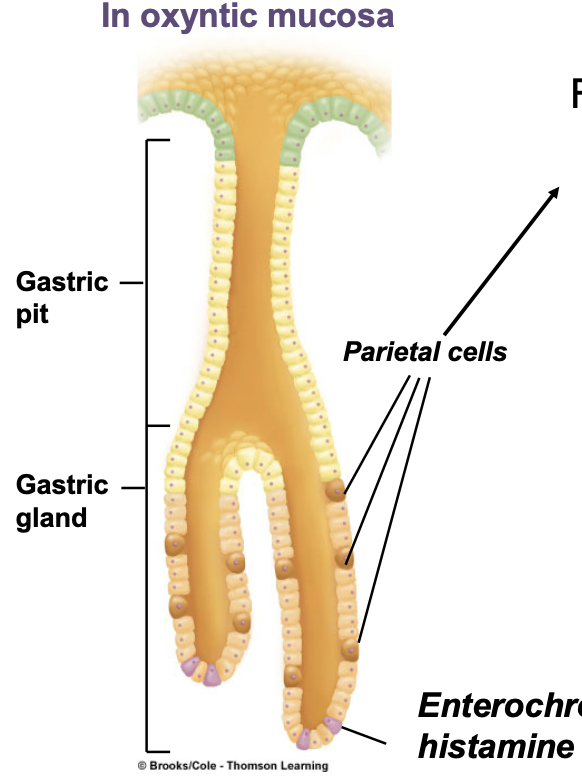 <p><span style="color: rgb(255, 255, 255);"><span>secrete histamine (activates parietal cells) and is usually a local intermediate in a signaling loop</span></span></p><ul><li><p>in this case, activates parietal cells which are the HCl- producing cells</p></li><li><p>purple spots</p></li></ul><p></p>