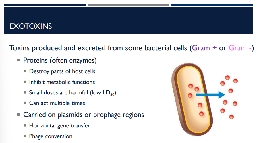 <p>What are exotoxins? (toxic proteins)</p>