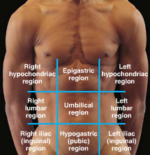 <p>Major : central portions [epigastric, umbilical, hypogastric] Right + Left [hypochondriac, lumbar, iliac (inguinal)]</p>