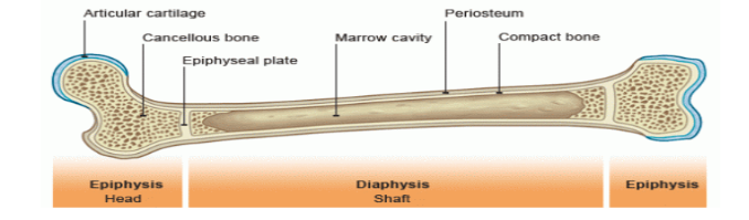 <p>Inside shaft, filled w/red and yellow marrow </p>