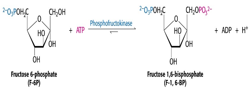 <p><span>Second phosphorylation reaction.</span></p><ul><li><p><span>The enzyme <em>Phosphofructokinase</em> carries out this reaction.</span></p></li><li><p><span>Allosteric enzyme (Tetramer) which sets the pace of glycolysis</span></p></li><li><p><span>Inhibited by ATP, Citrate and H+ ions</span></p></li><li><p><span>Stimulated by AMP, ADP and Fruc 2,6-bisP</span></p></li></ul><p></p>