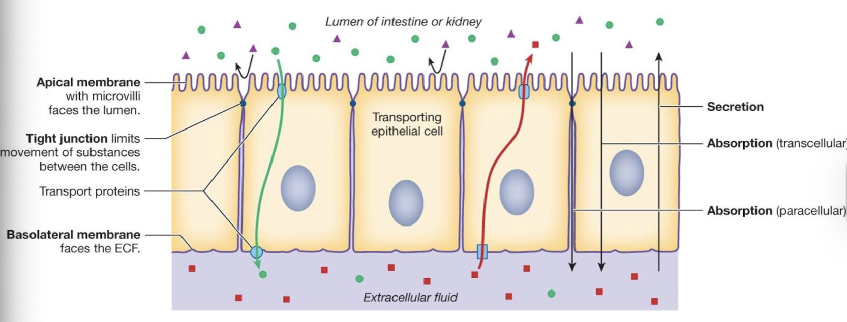 <ul><li><p>polarized epithelia have different transport proteins on apical and basolateral membranes</p></li><li><p>allows selective directional transport across the epithelium</p></li></ul><p></p>