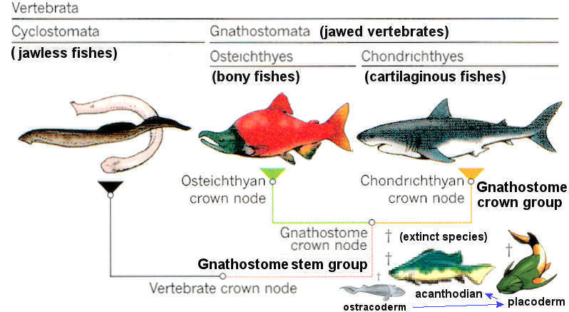 <p><span><strong><span>jawed vertebrates</span></strong></span></p><p>includes <span><span>all living bony fishes:</span></span></p><ul><li><p><span><span>both ray-finned and lobe-finned, + tetrapods</span></span></p></li><li><p><span><span>cartilaginous fishes</span></span></p></li><li><p><span><span>and some extinct prehistoric fish (placoderms &amp; acanthodians)</span></span></p></li></ul><p></p>