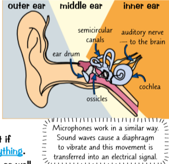 <ul><li><p>Sound waves that reach your ear drum can cause it to vibrate.</p></li><li><p>These vibrations are passed on to tiny bones in your ear called ossicles, through the semi-circular canals and to the cochlea.</p></li><li><p>The cochlea turns these vibrations into electrical signals which get sent to your brain and allow you to sense (i.e. hear) the sound.</p></li><li><p>Different materials can convert different frequencies of sound waves into vibrations. For example, humans can hear sound in the range of 20 Hz - 20 kHz. Microphones can pick up sound waves outside of this range, but if you tried to listen to this sound, you probably wouldn't hear anything.</p></li><li><p>Human hearing is limited by the size and shape of our ear drum, as well as the structure of all the parts within the ear that vibrate to transfer the energy from the sound wave.</p></li></ul><p></p>