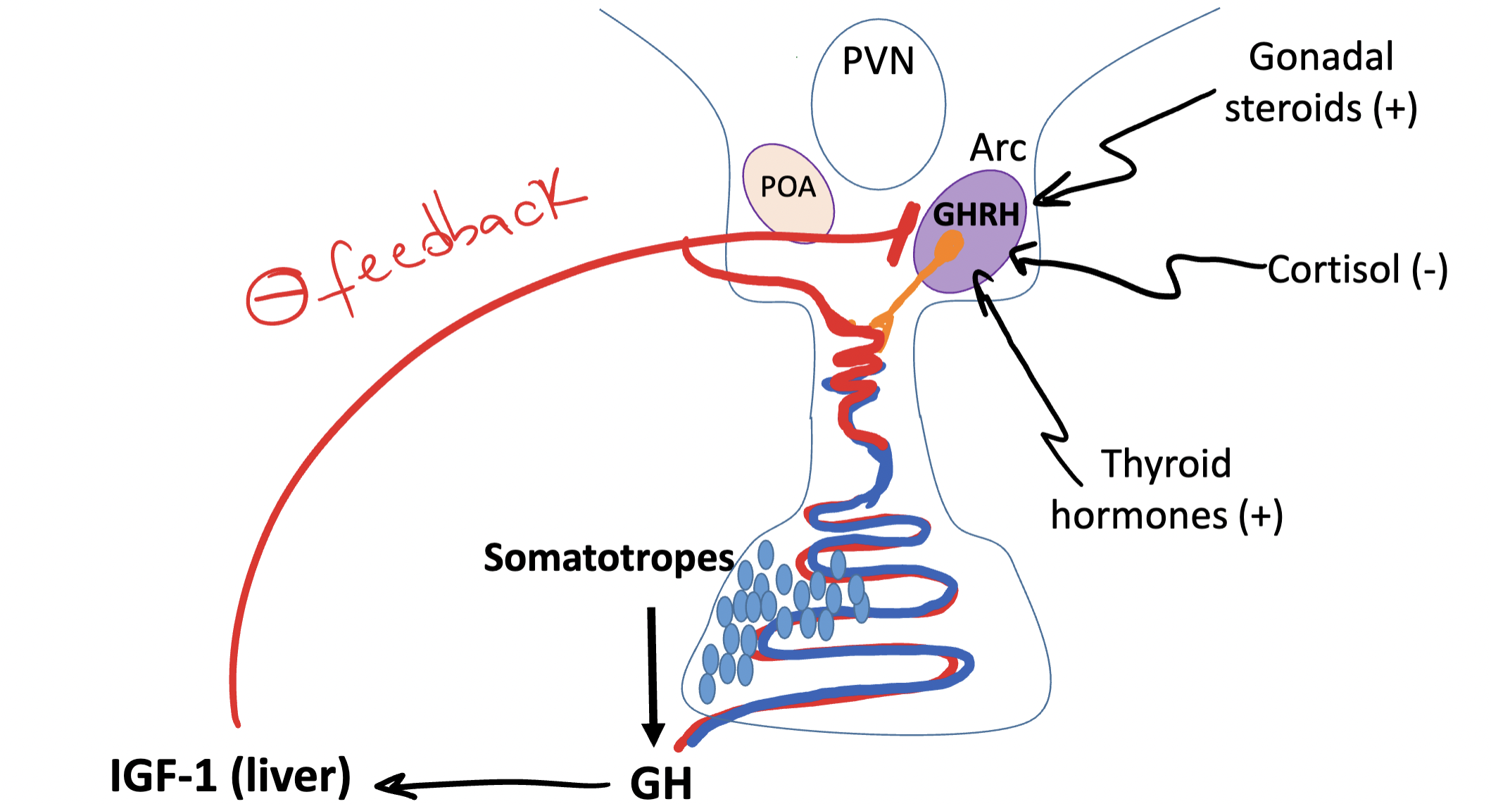 <p>Gonadal Sterioids, Thyroid Hormones, Cortisol </p>