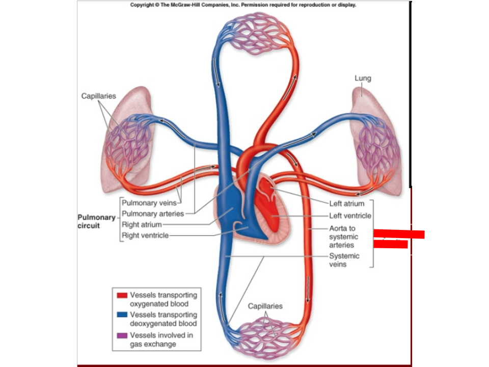 <p>pumped by the left side of the heart (“red”)</p>