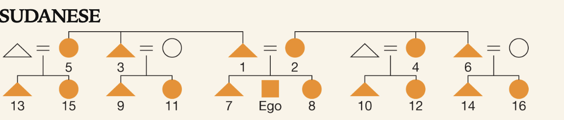 <p>Each category of relative is given a distinct term based on genealogical distance from ego; eight different cousin terms which are distinguished from ego’s brother and sister ( most complex)</p>