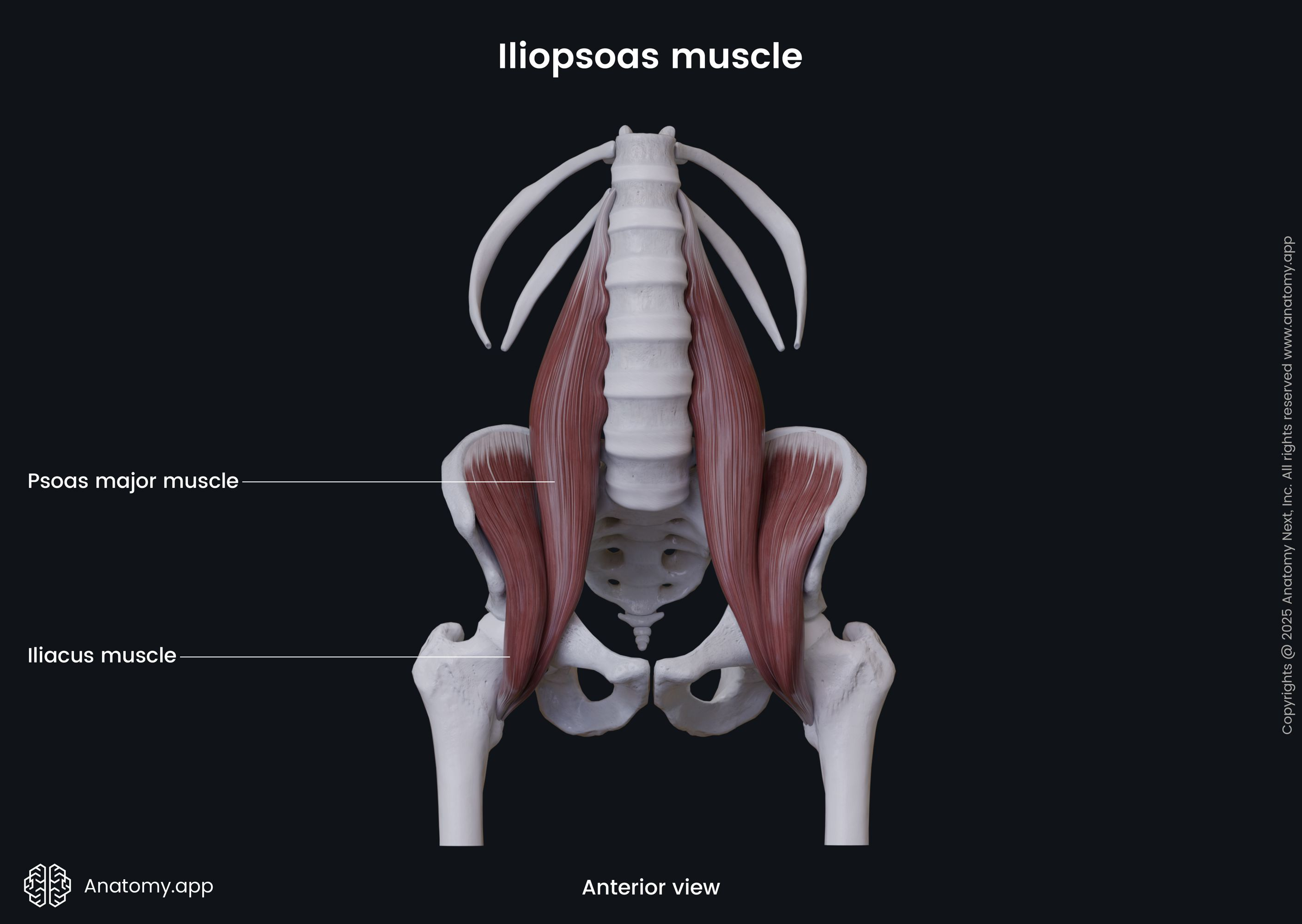 <p><span>Thigh muscles are attached to the femur and pelvic girdle. Anterior group includes what?</span></p>