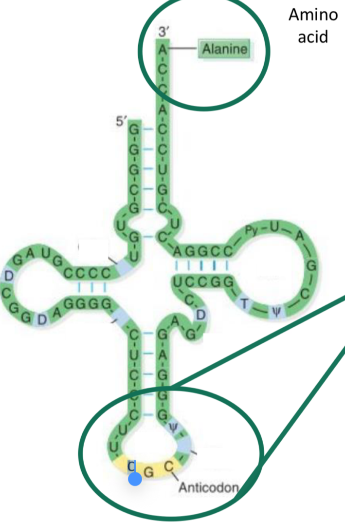 <ul><li><p>each has an anticodon which is complementary to the codon on mRNA</p></li><li><p>Has an amino acid attached when it binds</p></li><li><p>Some flexibility in 3rd nucleotide in a codon = base wobble (allows cell not to have all the tRNAs available)</p></li><li><p>Cross shape</p></li></ul><p></p>