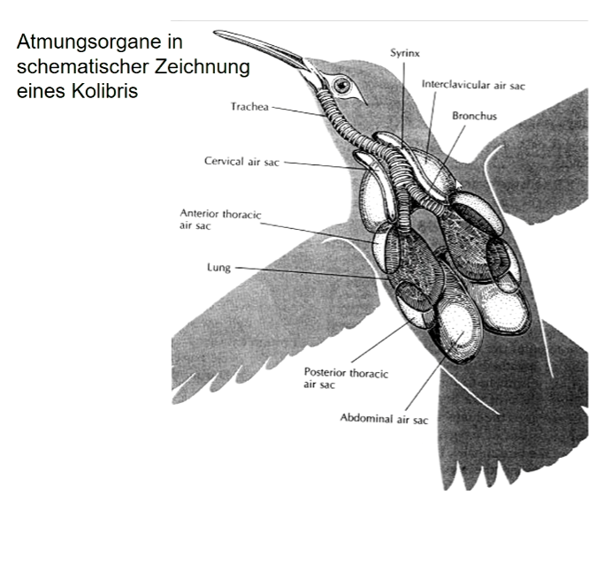 Atmungssystem besteht aus 5 Paar Luftsäcken und 2 respiratorischen Epithelien in den paarigen Lungen 

**Gegenstrom von Blut und Luft entzieht Sauerstoff effizient aus der Luft.** 

**Luftaustausch benötigt 2 Atemzyklen**

Sehr variable Atemfrequenz und Herzschlagfrequenz kennzeichnen Atmung und Kreislauf bei Vögeln in Abhängigkeit von Körpergröße und Belastung.