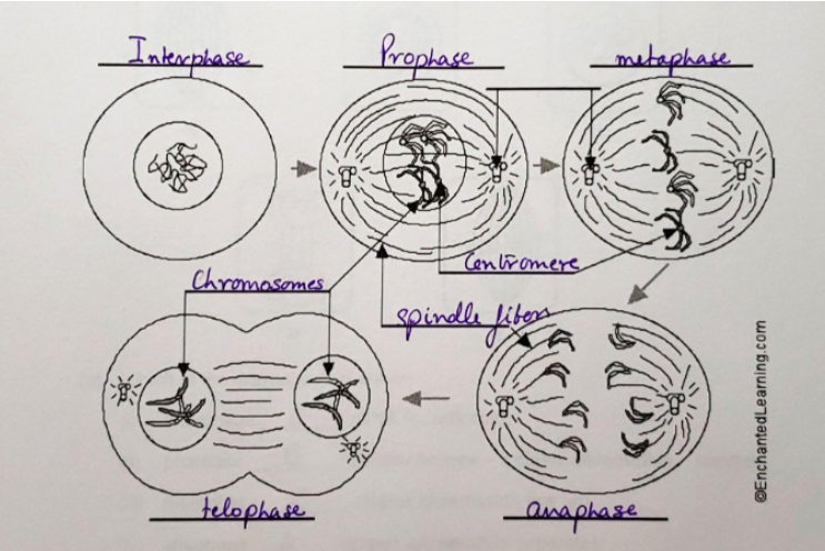 <p>Chromosomes become visible; centrioles move to opposite ends; spindle fibres form; the nuclear membrane breaks down.</p>