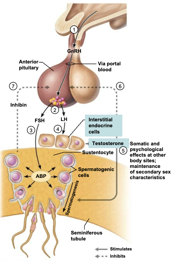 <ul><li><p><span style="color: purple;"><strong><mark data-color="purple" style="background-color: purple; color: inherit;"><span>Hypothalamus</span></mark></strong></span><span style="color: rgb(0, 0, 0);"><span> releases gonadotropin-releasing hormone (</span></span><span style="color: red;"><strong><span>GnRH</span></strong></span><span style="color: rgb(0, 0, 0);"><span>), which controls the release of the anterior pituitary hormones follicle-stimulating hormone (</span><strong><span>FSH</span></strong><span>) and luteinizing hormone (</span><strong><span>LH</span></strong><span>) in males</span></span></p></li><li><p><span style="color: red;"><strong><mark data-color="green" style="background-color: green; color: inherit;"><span>FSH</span></mark></strong></span><span style="color: rgb(0, 0, 0);"><mark data-color="green" style="background-color: green; color: inherit;"><span> </span></mark><strong><em><mark data-color="green" style="background-color: green; color: inherit;"><span>indirectly</span></mark></em></strong><mark data-color="green" style="background-color: green; color: inherit;"><span> stimulates spermatogenesis</span></mark><span> by stimulating the </span></span><span style="color: blue;"><strong><span>sustentocytes</span></strong></span><span style="color: rgb(0, 0, 0);"><span> to release </span></span><span style="color: blue;"><span>androgen-binding protein</span></span><span style="color: rgb(0, 0, 0);"><span>, which keeps </span></span><span style="color: red;"><span>testosterone</span></span><span style="color: rgb(0, 0, 0);"><span> in the vicinity of the spermatogenic cells high</span></span></p></li><li><p><span style="color: red;"><strong><mark data-color="green" style="background-color: green; color: inherit;"><span>LH</span></mark></strong></span><span style="color: rgb(0, 0, 0);"><mark data-color="green" style="background-color: green; color: inherit;"><span> stimulates </span></mark><span>the interstitial </span></span><span style="color: blue;"><strong><span>endocrine cells</span></strong></span><span style="color: rgb(0, 0, 0);"><span> to produce </span></span><span style="color: red;"><span>testosterone</span></span></p></li><li><p><span style="color: rgb(0, 0, 0);"><span>Locally, </span></span><span style="color: red;"><strong><span>testosterone</span></strong></span><span style="color: rgb(0, 0, 0);"><span> entering blood acts as a final trigger for: </span></span></p><ul><li><p><span style="color: rgb(0, 0, 0);"><span>Spermatogenesis</span></span></p></li><li><p><span style="color: rgb(0, 0, 0);"><span>Stimulates sex organ maturation</span></span></p></li><li><p><span style="color: rgb(0, 0, 0);"><span>Development/maintenance of secondary sex characterisc</span></span></p></li><li><p><span style="color: rgb(0, 0, 0);"><span>Libido </span></span></p></li></ul></li><li><p><span style="color: red;"><strong><mark data-color="red" style="background-color: red; color: inherit;"><span>Rising levels of testosterone</span></mark></strong></span><span style="color: rgb(0, 0, 0);"><mark data-color="red" style="background-color: red; color: inherit;"><span> inhibit hypothalamic release of </span></mark><strong><mark data-color="red" style="background-color: red; color: inherit;"><span>GnRH</span></mark></strong><span> and act </span><strong><em><span>directly</span></em></strong><span> on the anterior pituitary gland to </span><strong><mark data-color="red" style="background-color: red; color: inherit;"><span>inhibit</span></mark></strong><mark data-color="red" style="background-color: red; color: inherit;"><span> </span></mark><strong><mark data-color="red" style="background-color: red; color: inherit;"><span>gonadotropin release</span></mark></strong></span></p></li><li><p><span style="color: red;"><strong><span>Inhibin</span></strong></span><span style="color: rgb(0, 0, 0);"><span> is produced by the </span></span><span style="color: blue;"><strong><span>sustentocytes</span></strong></span><span style="color: rgb(0, 0, 0);"><span> and released when sperm count is high, </span><strong><mark data-color="red" style="background-color: red; color: inherit;"><span>inhibits</span></mark></strong><mark data-color="red" style="background-color: red; color: inherit;"><span> </span></mark><strong><mark data-color="red" style="background-color: red; color: inherit;"><span>GnRH</span></mark></strong><mark data-color="red" style="background-color: red; color: inherit;"><span> and </span></mark><strong><mark data-color="red" style="background-color: red; color: inherit;"><span>FSH</span></mark></strong><mark data-color="red" style="background-color: red; color: inherit;"><span> release </span></mark></span></p></li></ul><p></p>