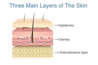 <p>epidermis, dermis, hypodermis (subcutaneous)</p>