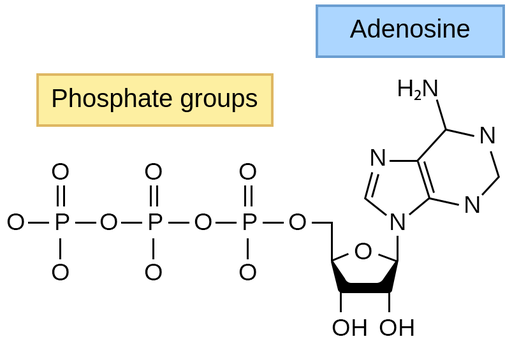 <p>Adenosine Triphosphate</p>