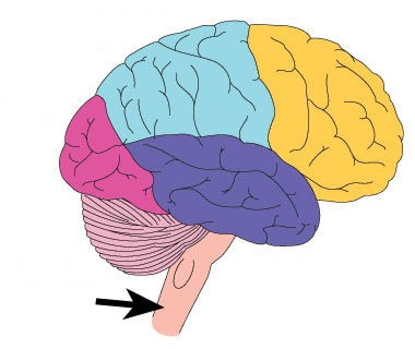 <p>located below the cerebellum. It connects the brain to the spinal cord.</p><p>-controls involuntary movements</p>