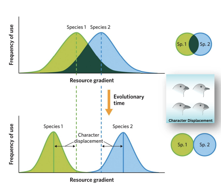 <p>an adaptive shift in the population-level of a trait that is critical to resource acquisition and other competitive interactions</p>