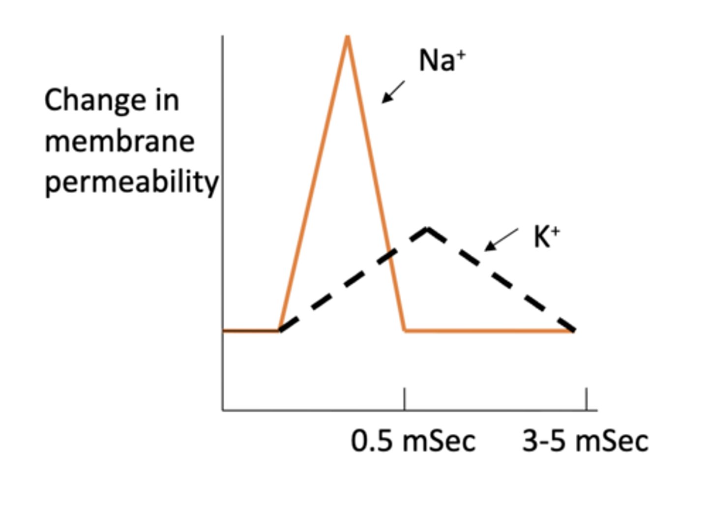 <p>1. there is a much larger driving force for sodium (moves more rapidly)</p><p>2. the potassium channels open more slowly than do the sodium channels (rise in potassium permeability develops slowly)</p>