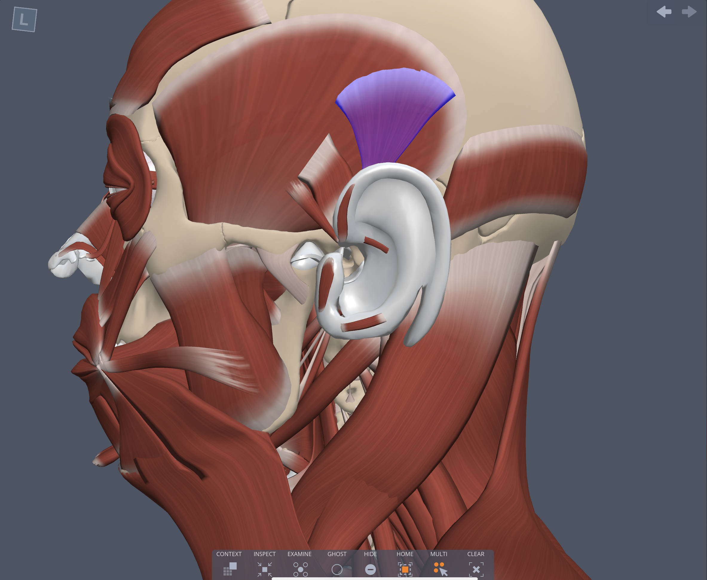 Action of the Superior auricle muscle