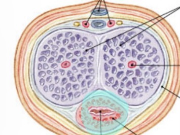 Pink and has urethra 