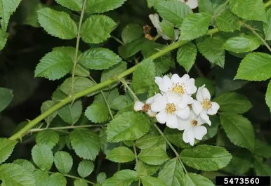 <p>Multiflora rose&nbsp;</p>