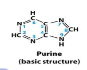 <p>purines</p><ul><li><p>adenine &amp; guanine</p></li><li><p>two joint hexagon</p></li></ul><p></p>