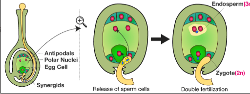 <p>One sperm fertilizes egg → zygote; other fertilizes central cell → endosperm (nutritive tissue).</p>