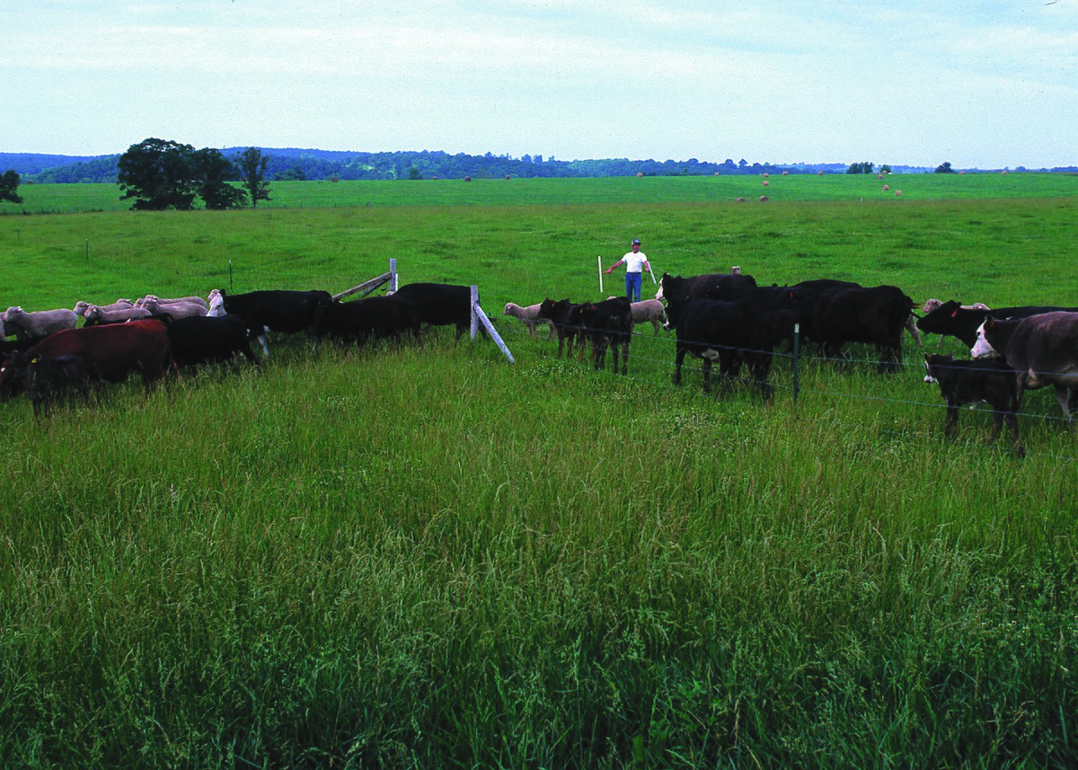 Once grass from one area is eaten, livestock moves to another area