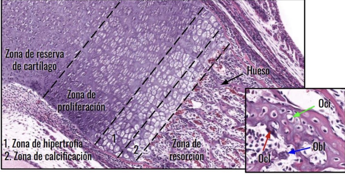 <p>Osificaci贸n endocondrial</p>