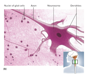 <p>Neurons (nerve cells)</p>