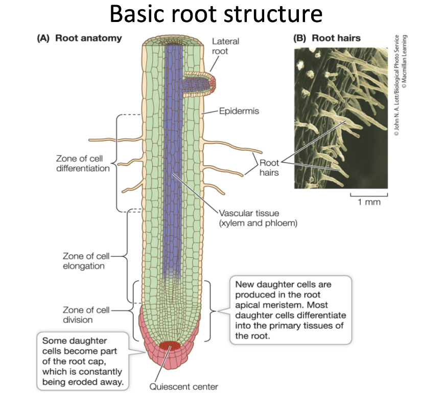 <ul><li><p><strong>Root cap:</strong> Protects the growing tip; helps root push through soil</p></li><li><p><strong>Apical meristem:</strong> Region of active cell division for root growth</p></li><li><p><strong>Zone of elongation:</strong> Cells lengthen, increasing root size</p></li><li><p><strong>Zone of differentiation (maturation):</strong> Cells specialize into different tissues</p></li><li><p><strong>Epidermis:</strong> Outer layer; absorbs water and minerals</p></li><li><p><strong>Root hairs:</strong> Tiny extensions of epidermal cells; increase surface area for absorption</p></li><li><p><strong>Cortex:</strong> Stores food and transports water inward</p></li><li><p><strong>Endodermis:</strong> Selective barrier controlling movement of water into vascular tissue</p></li><li><p><strong>Pericycle:</strong> Gives rise to lateral roots</p></li><li><p><strong>Vascular cylinder (stele):</strong> Central transport system</p><ul><li><p><strong>Xylem:</strong> Conducts water and minerals upward</p></li><li><p><strong>Phloem:</strong> Conducts sugars throughout the plant</p></li></ul></li></ul><p></p>