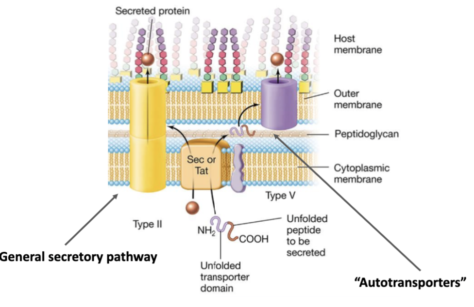 <ul><li><p>Mainly with gram-negative bacteria.</p><ul><li><p>Outer membrane and periplasm.</p></li></ul></li><li><p>Most secreted proteins moves through the general secretory pathway (type 2).</p></li><li><p>Type 2: sec = secretes linear proteins (unfolded).</p></li><li><p>Type 5: tat = secretes folded proteins.</p><ul><li><p>Autotransporter.</p><ul><li><p>Some of the protein is used to create the opening for secretion.</p></li></ul></li></ul></li></ul>