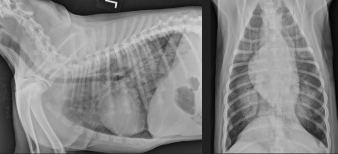 <p><span style="background-color: transparent;"><span>Ted is a 4 mth old Lab Retriever who ran away for 3 hours - he came home panting but not dyspneic. Later in the evening owners notice he is still panting and seems to be struggling for breath&nbsp;</span></span></p><p><span style="background-color: transparent;"><span>Pattern? </span></span></p><p><span style="background-color: transparent;"><span>ddx? </span></span></p>