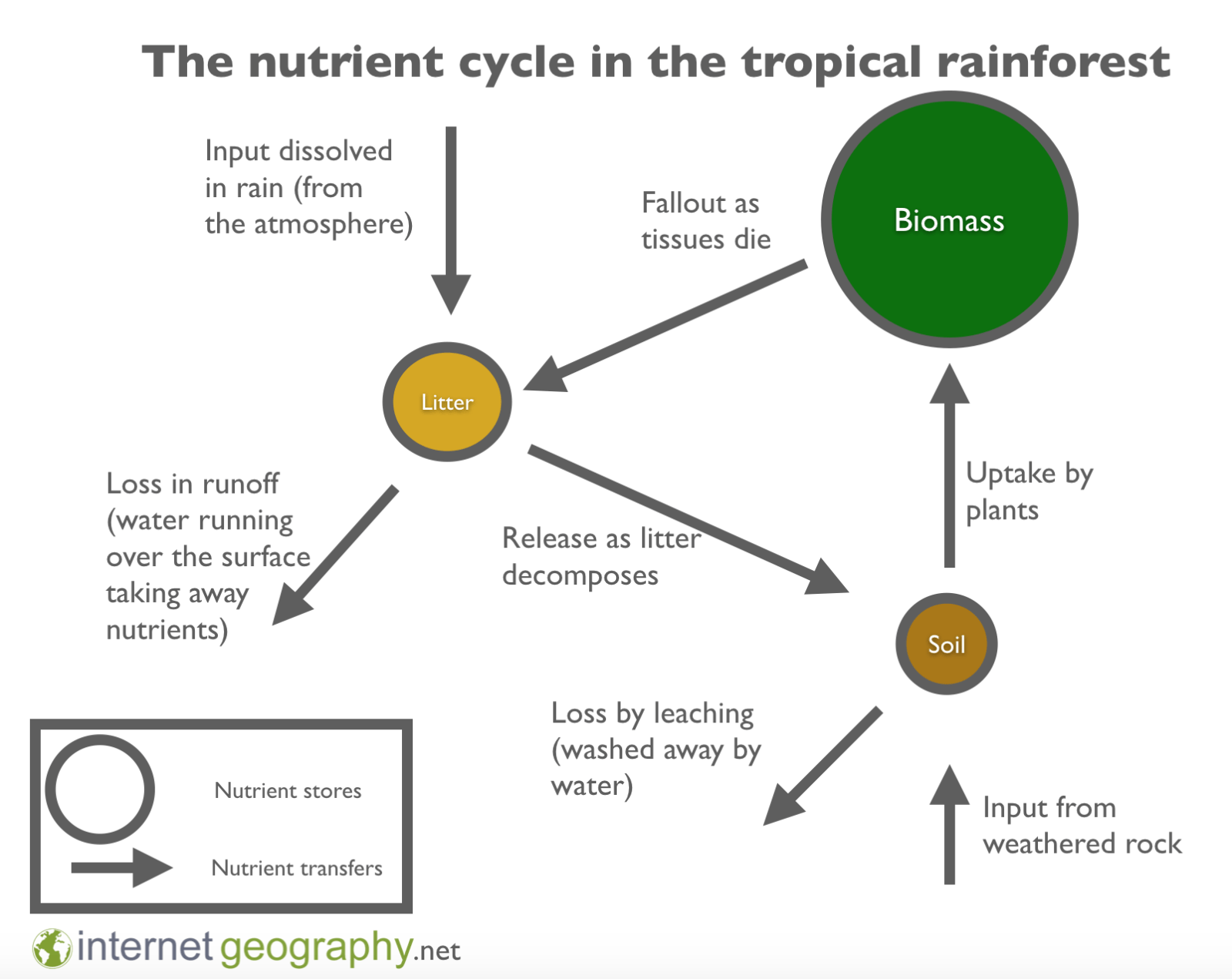 <p>High amounts of nutrients in the <em>biomass</em>, but little in the <em>litter </em>and <em>soil</em>, due to <strong>fast decomposition</strong> in hot and wet conditions - plants rapidly absorb nutrients.</p>