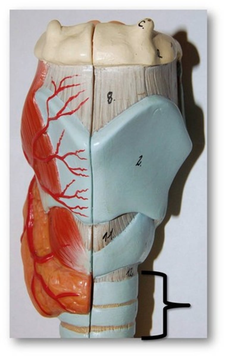 <p>a large membranous tube reinforced by rings of cartilage, extending from the larynx to the bronchial tubes and conveying air to and from the lungs; the windpipe.</p>