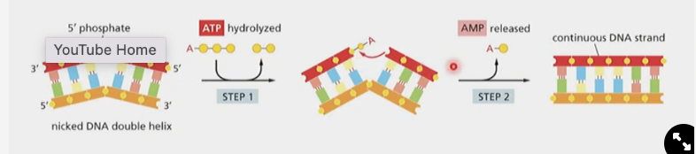 * A special DNA repair system is responsible for removal of the RNA primer and replacing it with a correctly matched DNA sequence
* repair pol. uses og template DNA to guide replacement of RNA primer with DNA
* DNA ligase seals the nick by
  * hydrolyzing an ATP, to attach to the backbone, then an AMP is released to provide the energy for the nick to be sealed:
* THIS IS A DIFFERENT REACTION THAN WHAT DNA POLYMERASE DOES