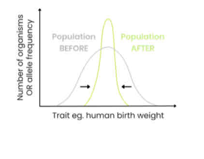 <p>Explain the effects of stabilising selection</p>