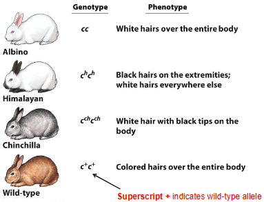 <p>+ Indicates wild-type allele</p><p>Otherwise mutant type represented as superscript.</p>