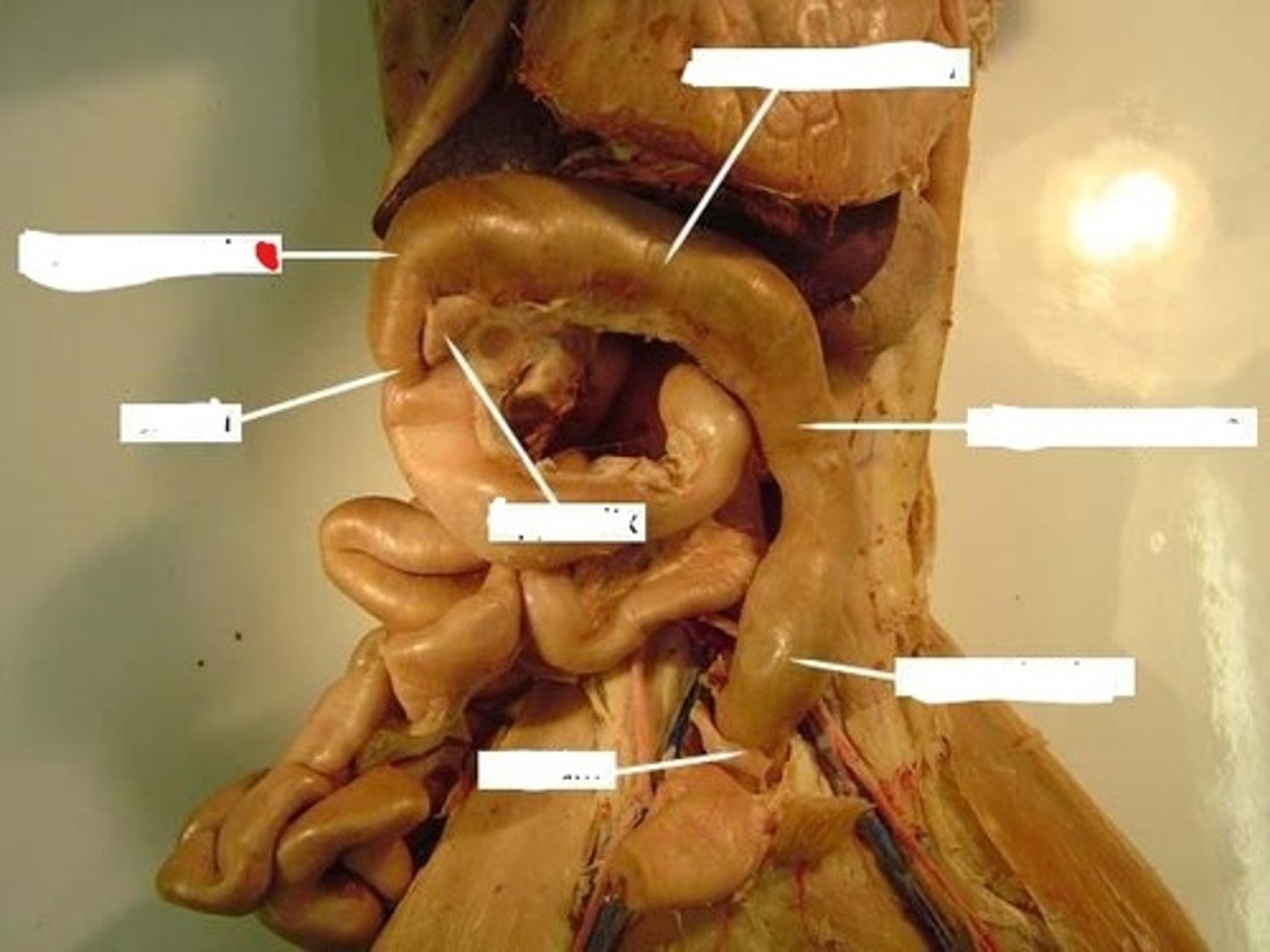 knowt flashcard image