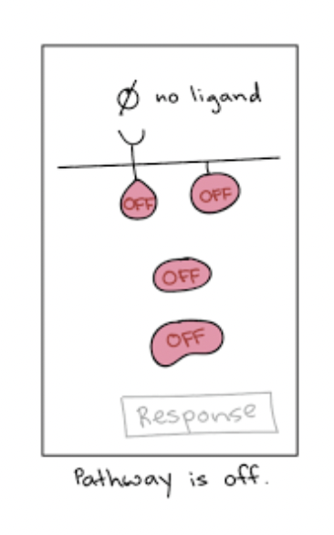 <p><span style="background-color: transparent; font-family: "Proxima Nova", sans-serif;"><span>The signal response is terminated quickly when the ligand detaches from the receptor</span></span></p>