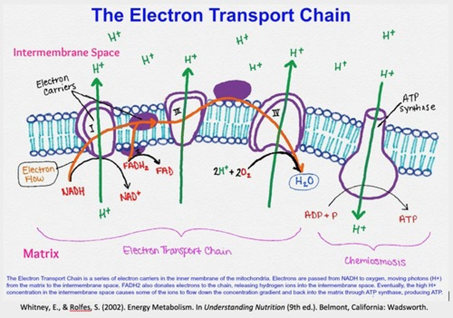 <p>1.The reduced coenzymes (NAD/ FAD) release hydrogens which are photo ionised into protons and electrons</p><p>2.The electrons are transferred along the ETC in a series of redox reactions and the energy released is used to pump protons across the cristae into the the interemembrane space</p><p>3.This creates an electrochemical gradient so protons diffuse out through ATP synthase and activate it</p><p>4.ATP synthase phosphorylates many ADP into ATP</p><p>5.At the end oxygen acts as the final acceptor and is reduced by the protons and electrons to produce water</p>